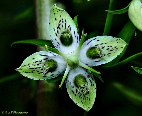 {Frasera caroliniensis}